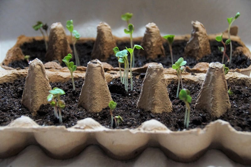 Indoor Planting Ideas